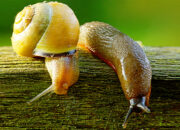Dream Meaning of Snails And Slugs