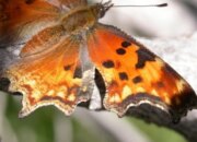 Dream Meaning of A Butterfly