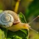 Dream Meaning of Snail