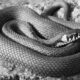 Dream Meaning of Black And White Snake