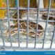 Dream Meaning of Snake In Cage