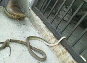 Dream Meaning of Killing A Green Snake