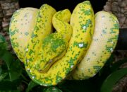 Dream Meaning of Yellow Green Snake