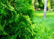 Dream Meaning of Evergreen Trees