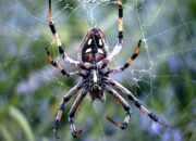 Dream Meaning of A Spider