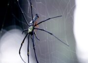 Dream Meaning of Big Spider