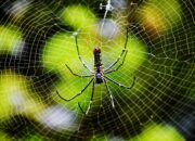 Dream Meaning of Spiders And Webs
