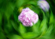 Dream Meaning of Spinning In A Prairie Of Flowers