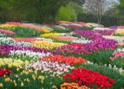 Dream Meaning of Flowers Blooming