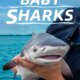 Dream Meaning of Baby Sharks