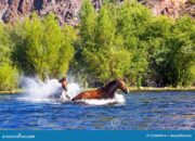 Dream Meaning of Horse Chasing You