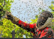 Dream Meaning of Catching A Bee Swarm