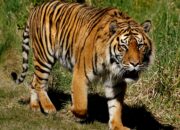Dream Meaning of Tiger