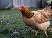 Dream Meaning of Chickens