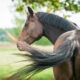 Dream Meaning of Horse Tail