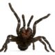 Dream Meaning of Spider Attacking