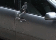 Dream Meaning of Bird Pooping On Your Head