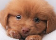 Dream Meaning of Sweet Brown Dog