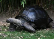 Dream Meaning of Big Tortoise