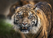 Dream Meaning of Tiger Attack
