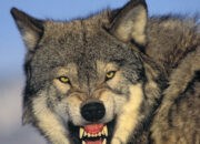 Dream Meaning of Snarling Wolf
