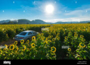Dream Meaning of Driving A Car Past A Field