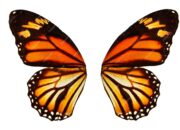 Dream Meaning of Butterfly Wings
