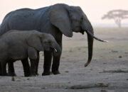 Dream Meaning of An Elephant