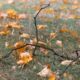 Dream Meaning of A Twig In The Ground