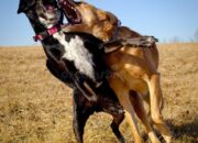 Dream Meaning of Dogs Fighting