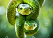 Dream Meaning of Two Green Snake