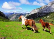 Dream Meaning of Seeing 2 Green Horses Running