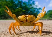Dream Meaning of Crabs