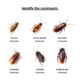 Dream Meaning of Roaches
