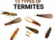 Dream Meaning of Termites
