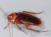 Dream Meaning of Roach