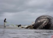Dream Meaning of Whales Beached On Shore