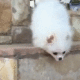 Dream Meaning of Your Dog Falling From Heights