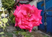 Dream Meaning of Seeing Red Roses