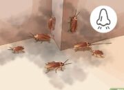 Dream Meaning of Seeing Cockroaches