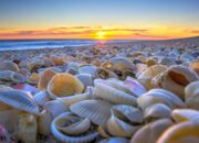 Dream Meaning of Sea Shells
