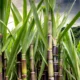 Dream Meaning of Sugar Cane