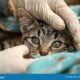 Dream Meaning of White Injured Animals