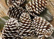 Dream Meaning of Pine Cones