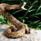 Dream Meaning of Rattlesnake