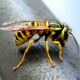 Dream Meaning of Yellow Jacket