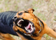 Dream Meaning of Dogs Attacking You