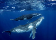 Dream Meaning of Humpback Whales