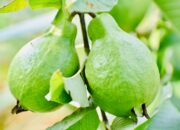 Dream Meaning of Seeing Guava