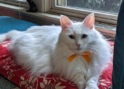 Dream Meaning of A White Cat